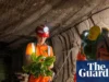 地下沙拉:地下农民在英国废弃矿山寻求粮食危机解决方案 Jacob Nickles leads the harvesting and recording of plant species grown in the clean labs within underground tunnels.