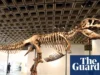 超级富豪收集化石。这对科学不利 – 视频 The ultra rich are collecting fossils. And that’s bad for science - video
