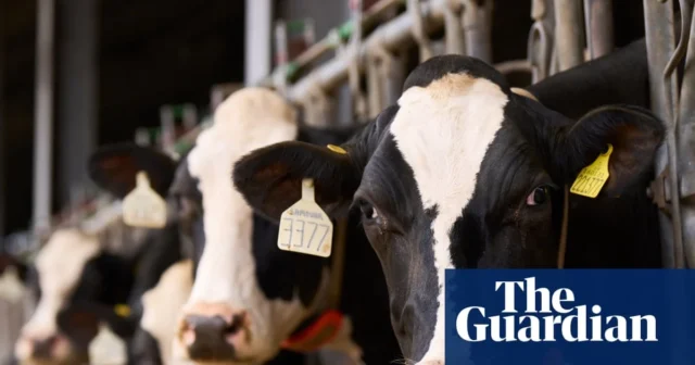 ‘It’s very challenging’: how the Duke of Westminster’s farm is taking on the climate crisis Mark Roach, managing director of Grosvenor Farms, pats a cow as it pokes its head through railings