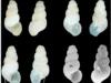中国地下世界诞生淡水螺新种 Erhaia dijiang shells found in the cave
