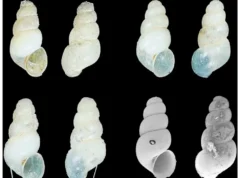 中国地下世界诞生淡水螺新种 Erhaia dijiang shells found in the cave