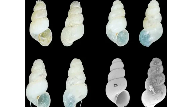 Erhaia dijiang shells found in the cave