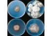 密歇根州的一项研究发现地下深处有 689 种真菌 Fungal colonies from deep subsurface water samples. PIC COURTESY/University of Michigan