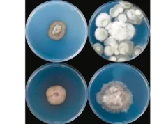 密歇根州的一项研究发现地下深处有 689 种真菌 Fungal colonies from deep subsurface water samples. PIC COURTESY/University of Michigan