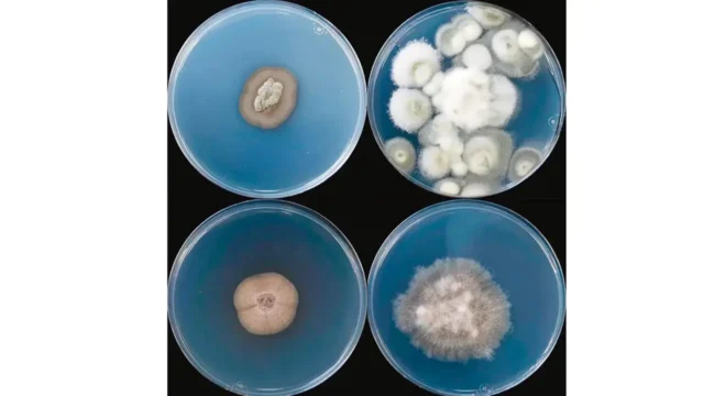 密歇根州的一项研究发现地下深处有 689 种真菌 密歇根州的一项研究发现地下深处有 689 种真菌