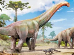 巴西发现的化石揭示了距今 1.2 亿年前的恐龙物种 An illustration of Dasosaurus tocantinensis. PIC COURTESY/Jorge Blanco