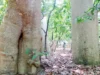 Adansonia bozy:马达加斯加发现的猴面包树新品种 Baobab trees in Madagascar. PIC COURTESY/Nisa Karimi