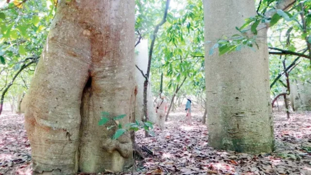 Adansonia bozy:马达加斯加发现的猴面包树新品种 Adansonia bozy:马达加斯加发现的猴面包树新品种