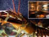 California Red Lobster just 2 hours from LA shutting down after 14-year run California Red Lobster just 2 hours from LA shutting down after 14-year run