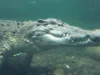 鳄鱼从温血物种向后进化为冷血杀手 Crocodiles Evolved Backwards From Warm-Blooded Species to Cold-Blooded Killers