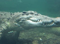 鳄鱼从温血物种向后进化为冷血杀手 Crocodiles Evolved Backwards From Warm-Blooded Species to Cold-Blooded Killers