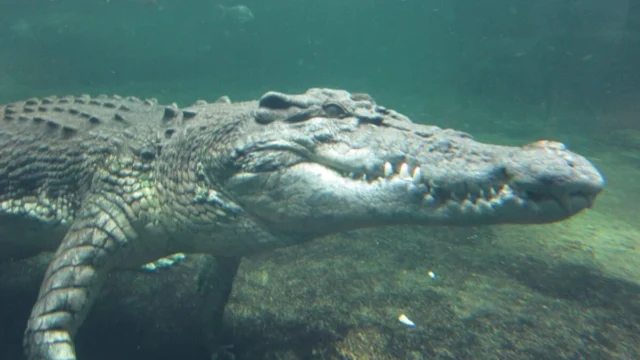 鳄鱼从温血物种向后进化为冷血杀手 鳄鱼从温血物种向后进化为冷血杀手