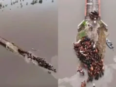 圣达菲:洪水期间牧场主试图拯救动物的心碎 Santa Fe: la angustia de ganaderos que intentan salvar a sus animales en medio de las inundaciones