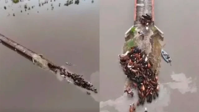 圣达菲:洪水期间牧场主试图拯救动物的心碎 圣达菲:洪水期间牧场主试图拯救动物的心碎