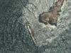 风险公司表示阿曼附近漏油油轮的救援工作已开始 A satellite photo shows the tanker Caroline Bezengi, grounded and partly submerged off the coast of Oman, on August 5, 2026